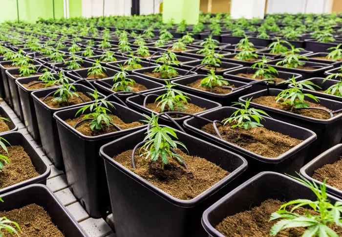 Aplicación práctica de técnicas avanzadas